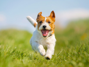 Jack Russell Terrier running happily through a field